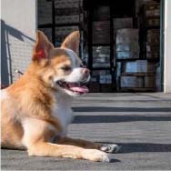 Dog sitting on ground in front of packages